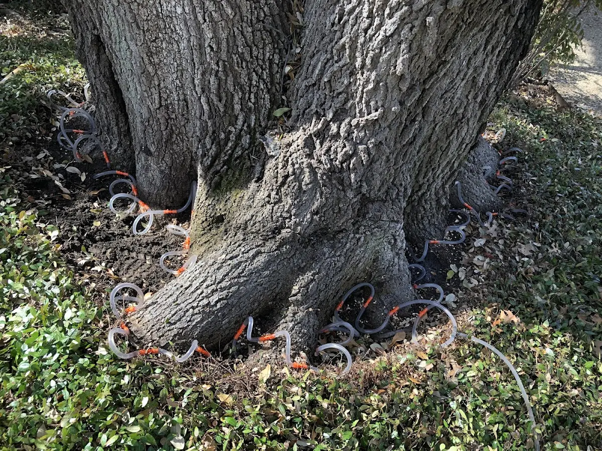 Detailed Shrub and Hedge Trimming job site in Red Springs