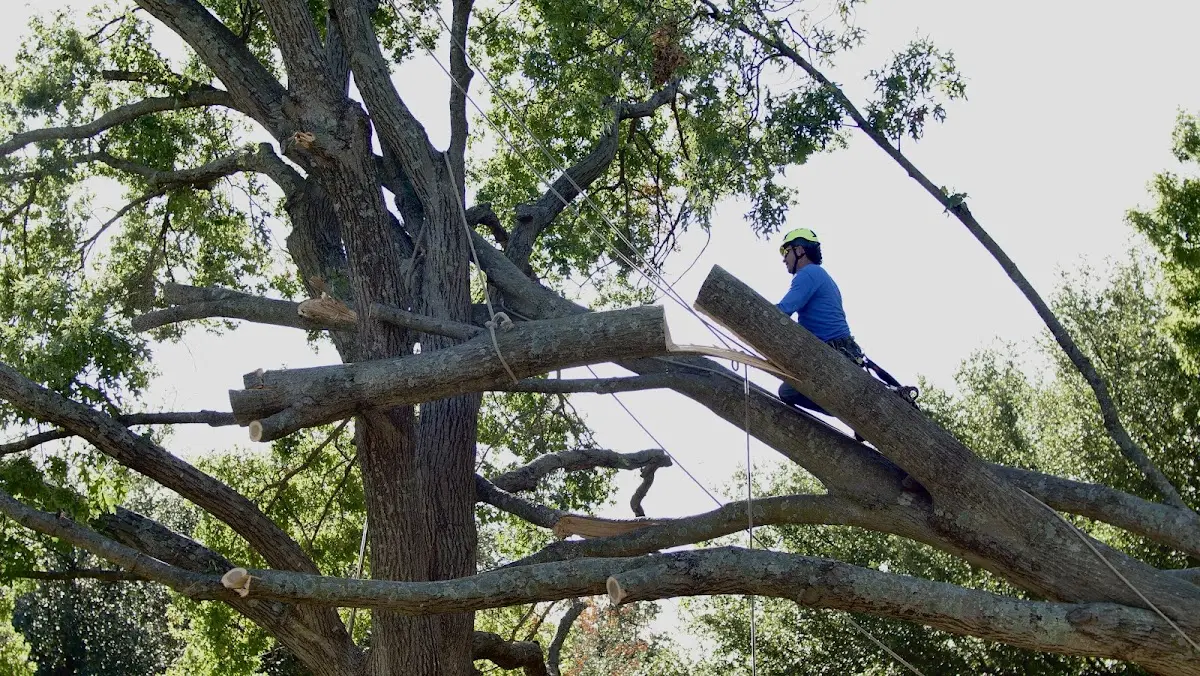 Professional Hazardous Tree Removal performed by certified arborists in Red Springs