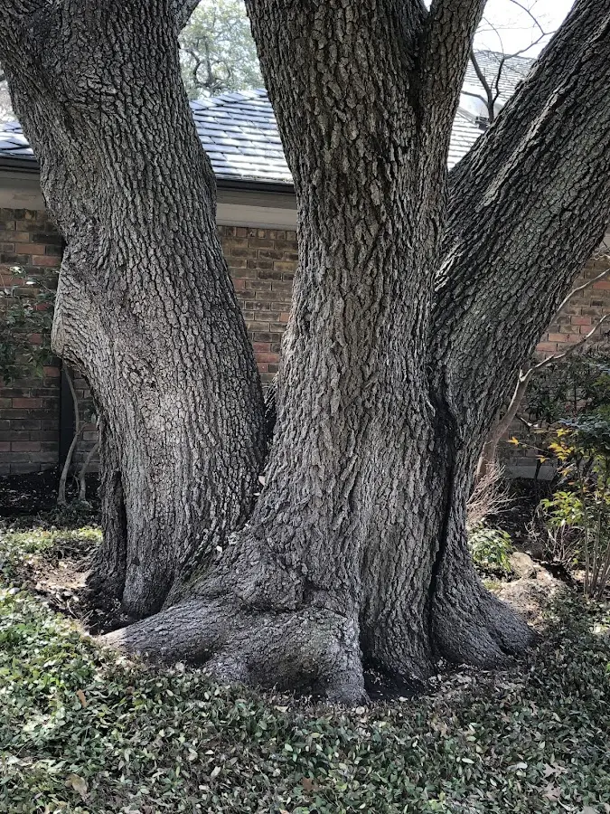 Mature heritage tree close to a Red Springs property cared for by certified arborists